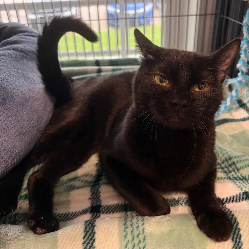 An adult medium-sized male Black Domestic Short Hair cat named Black Jack for adoption in Muncie, IN