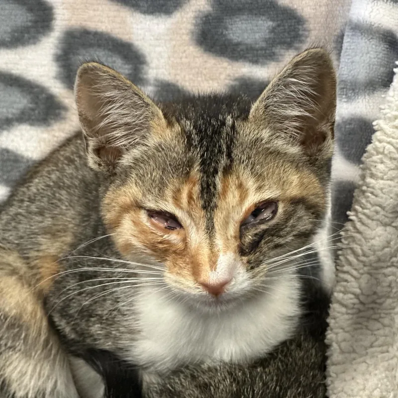 A baby small-sized female Torbie Domestic Short Hair cat named Oogie for adoption in Santa Barbara, CA