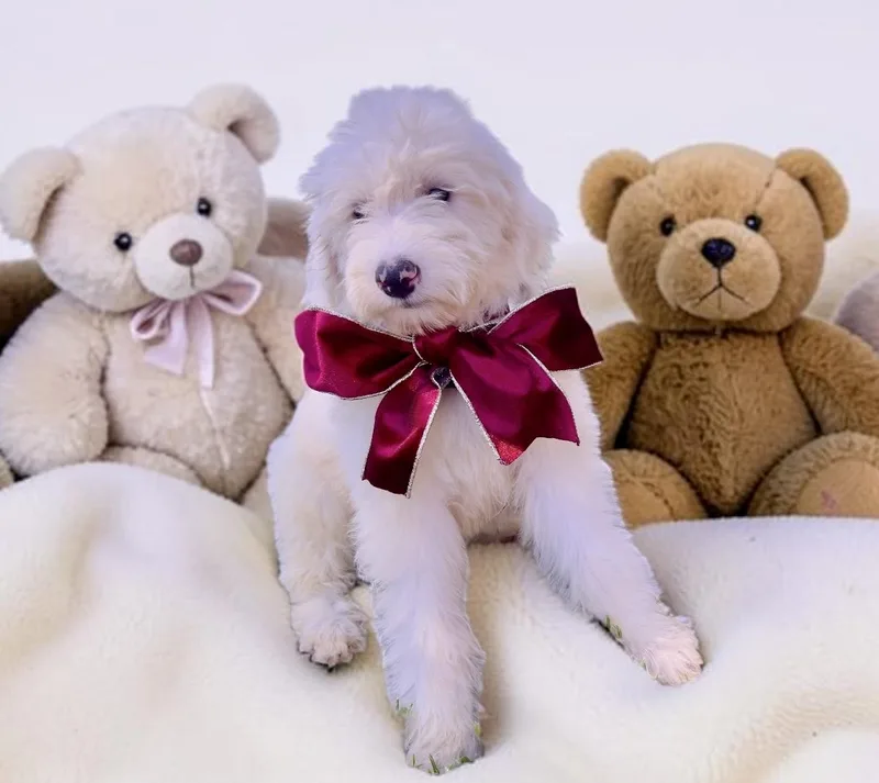 A young large-sized female Apricot / Beige Sheepadoodle dog named Snowflake for adoption in Chula Vista, CA