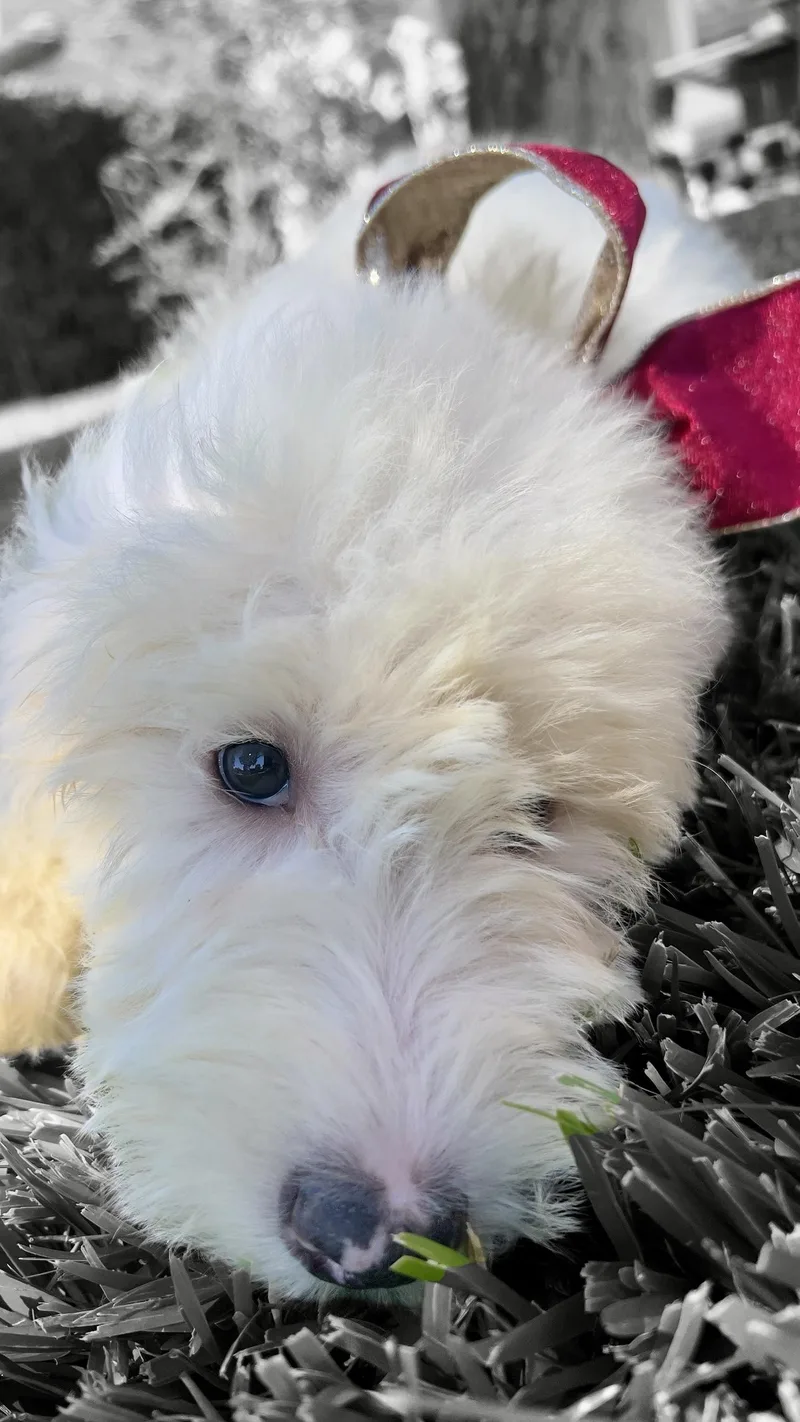 Snowflake thumbnail 3