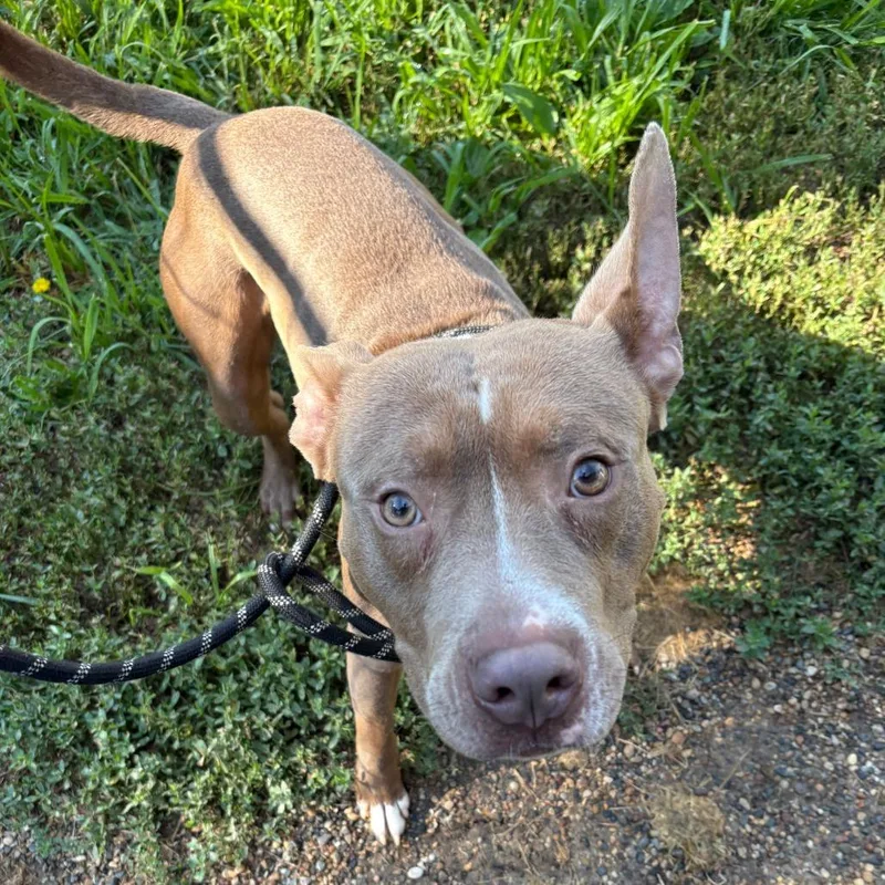 An adult medium-sized male Yellow / Tan / Blond / Fawn Pit Bull Terrier dog named John Wick for adoption in West Des Moines, IA