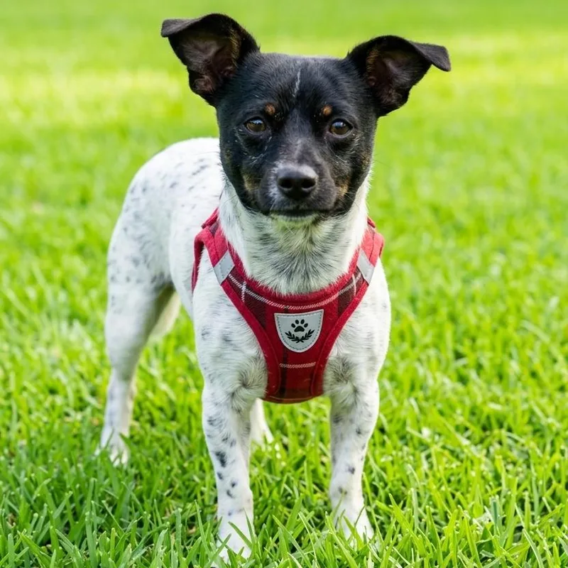 A young small-sized male White / Cream Rat Terrier dog named Hambone for adoption in Las Vegas, NV