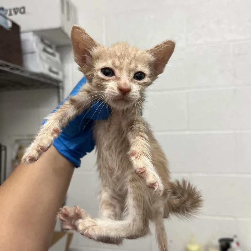 A baby small-sized male Domestic Short Hair cat named Inspector Gadget I for adoption in Edinburg, TX