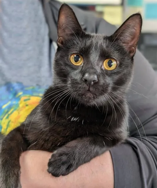 A young medium-sized male Domestic Short Hair cat named Sylvester for adoption in Canfield, OH