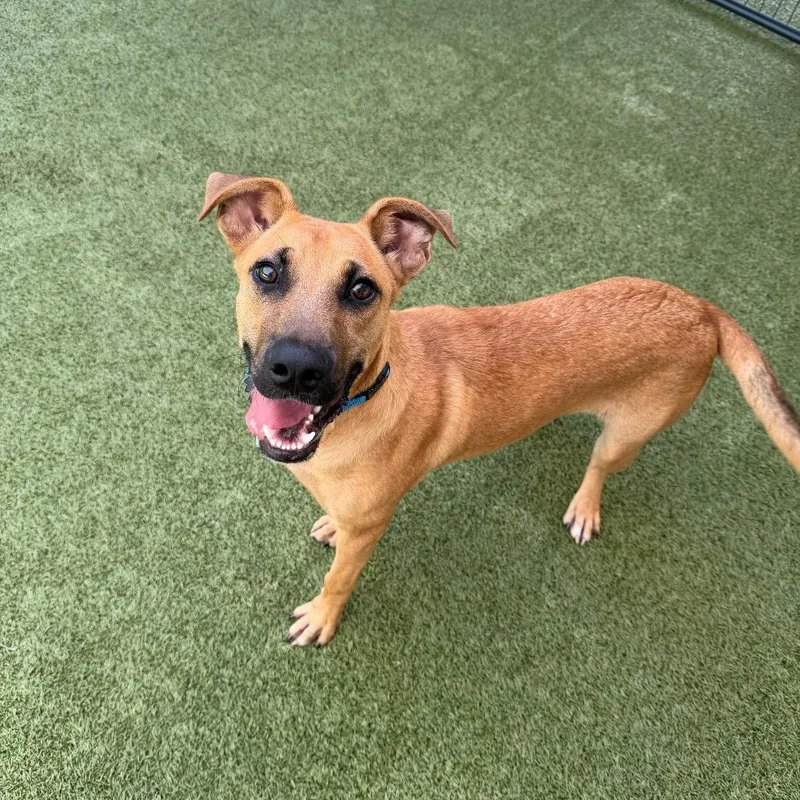 A young medium-sized male Brown / Chocolate Black Mouth Cur dog named Tumble for adoption in Titusville, FL