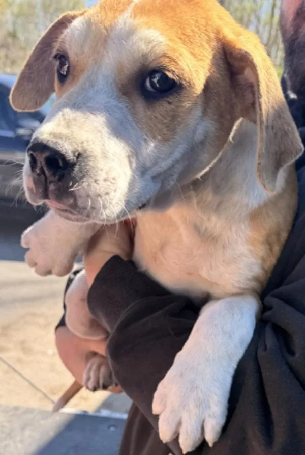 A young medium-sized male Pit Bull Terrier dog named Chipper for adoption in Campbellsville, KY