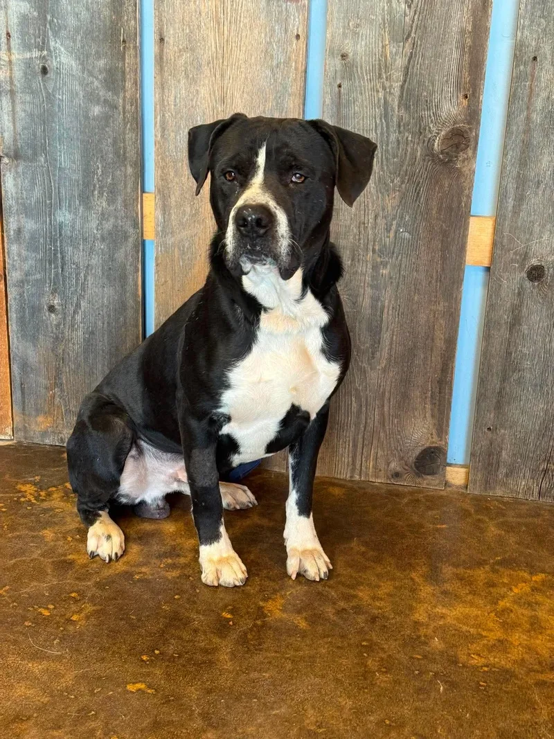 An adult large-sized male Mixed Breed dog named Bueller for adoption in Milwaukee, WI