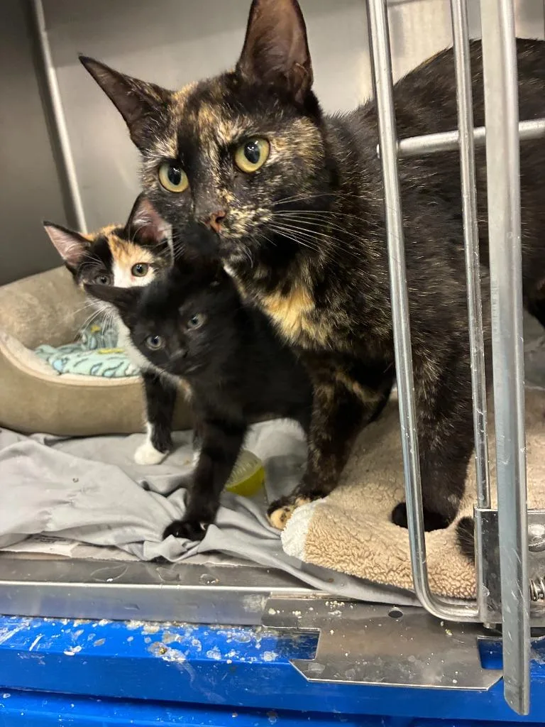 An adult medium-sized female Domestic Short Hair cat named Mochi for adoption in Portland, IN