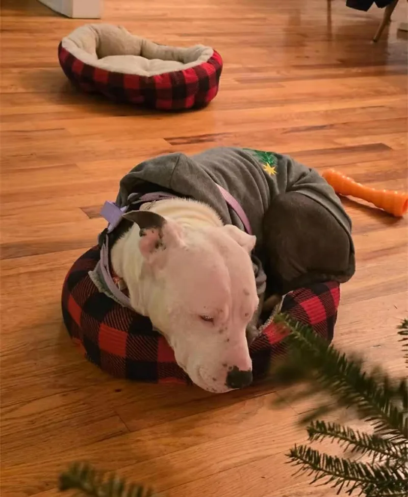 Hopeducky thumbnail 4