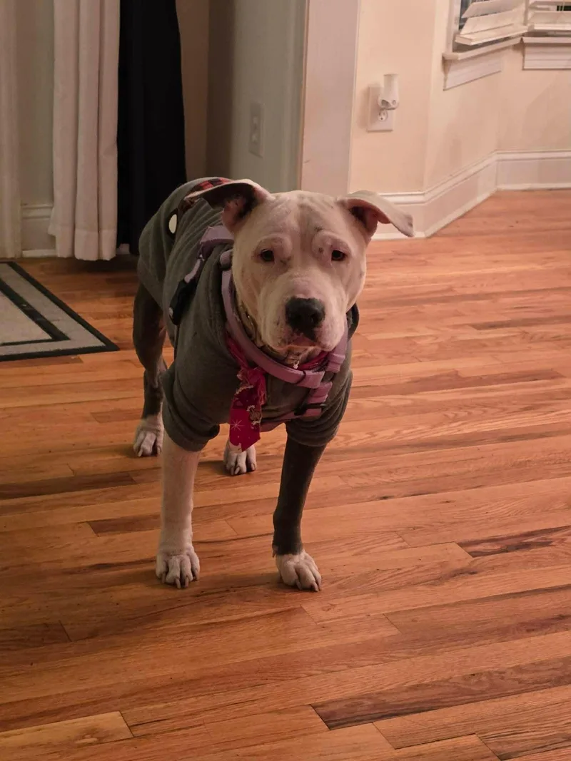 Hopeducky thumbnail 5