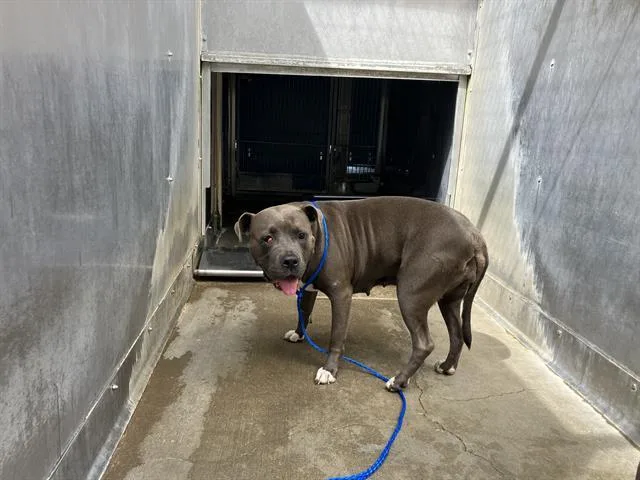 An adult large-sized female Pit Bull Terrier dog named Silka for adoption in Camarillo, CA