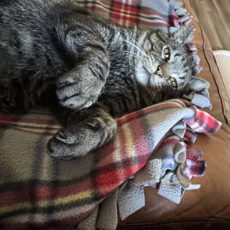 Benny Boy thumbnail 2