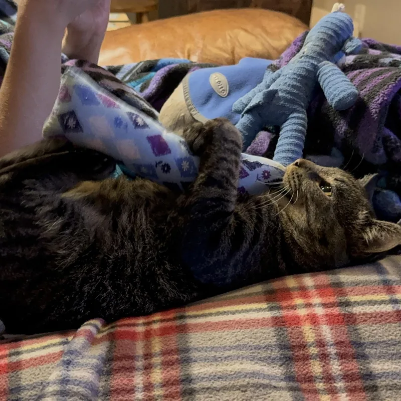 Benny Boy thumbnail 4