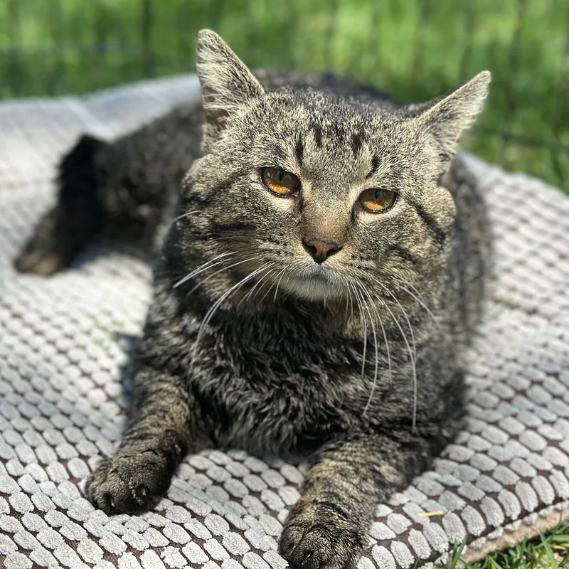 An adult medium-sized male Tabby (Brown / Chocolate) Domestic Short Hair cat named Benny Boy for adoption in Owatonna, MN