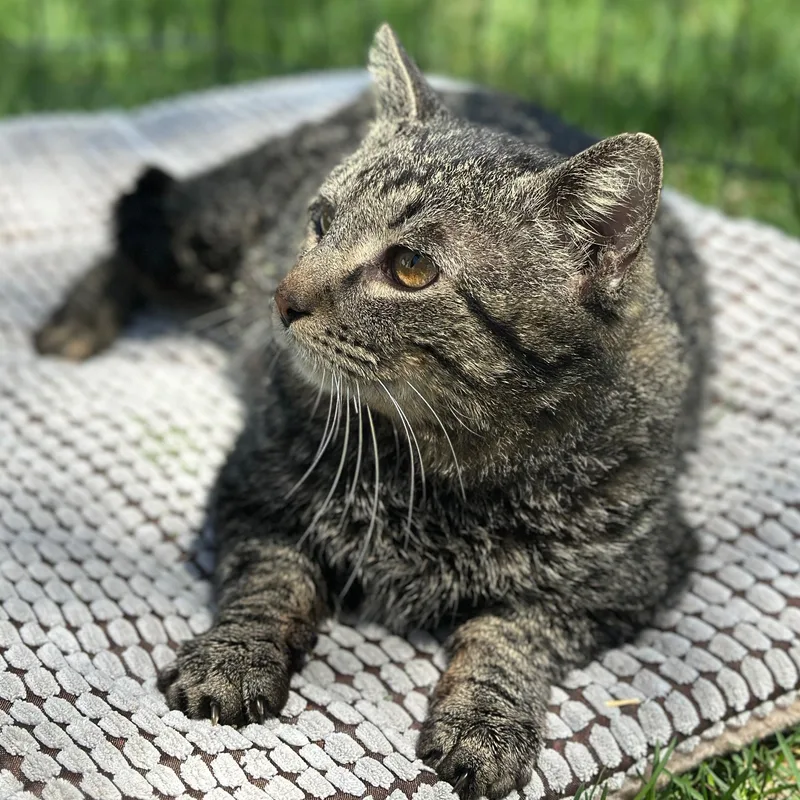 Benny Boy thumbnail 6