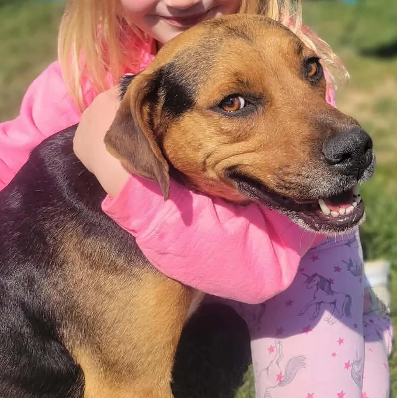 An adult medium-sized female Mixed Breed dog named Ginger for adoption in Harrodsburg, KY