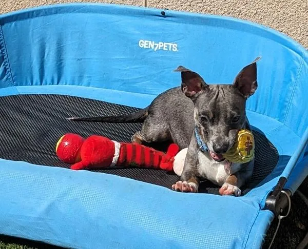 A young small-sized male Terrier dog named Faulkner for adoption in San Diego, CA