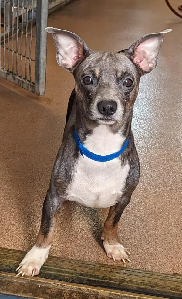 Faulkner thumbnail 4