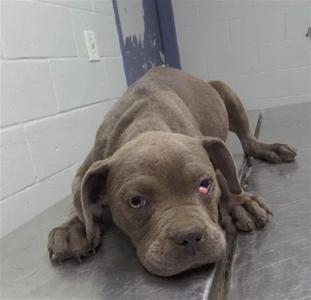 A baby small-sized female Pit Bull Terrier dog named Marge for adoption in Augusta, GA