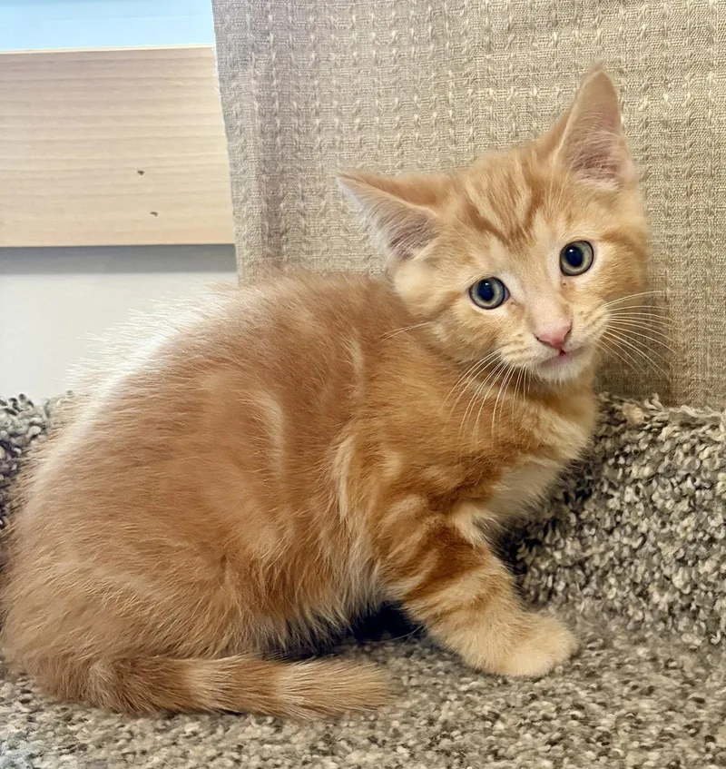 A baby medium-sized male Orange / Red Domestic Medium Hair cat named Steve for adoption in Rootstown, OH