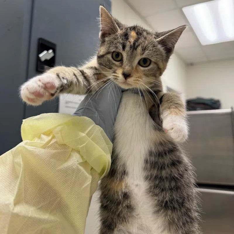 A baby small-sized female Calico Domestic Short Hair cat named Seven second rule for adoption in Pekin, IL