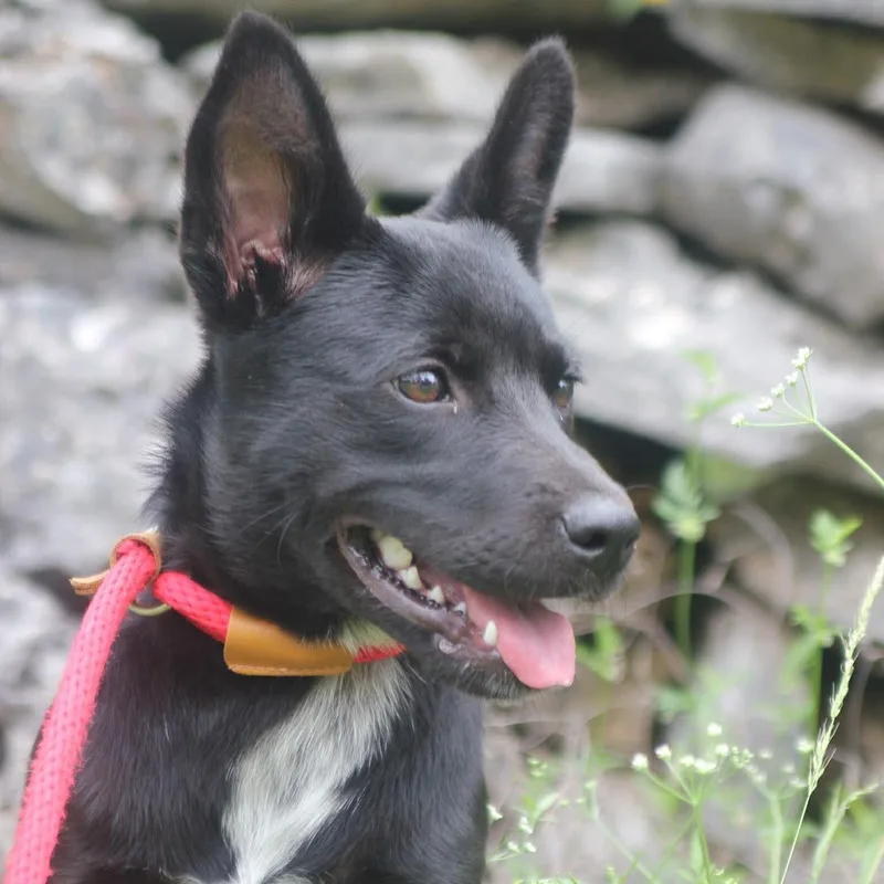 A baby medium-sized female Black Shepherd dog named Dove for adoption in Seguin, TX