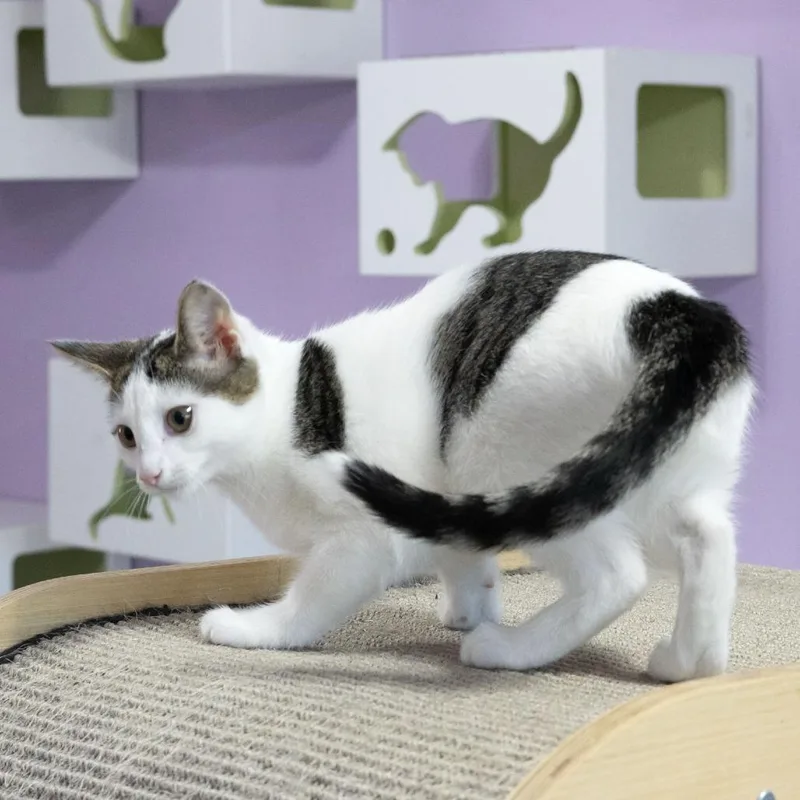 A baby small-sized female Domestic Short Hair cat named Shirley for adoption in McKean, PA