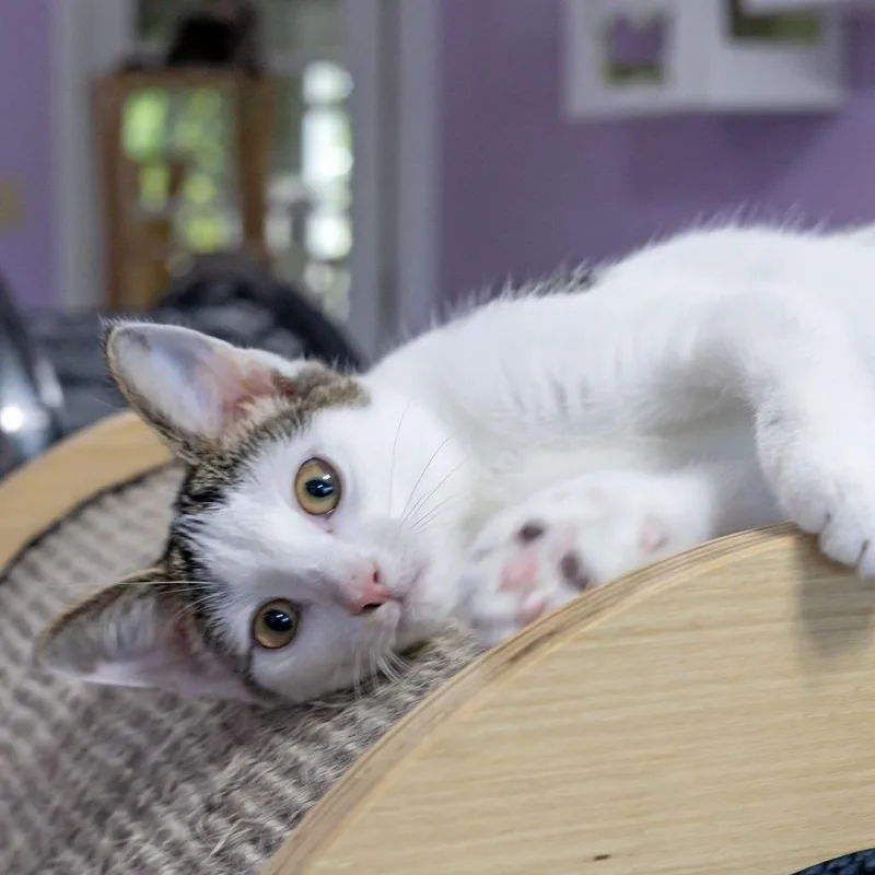 Shirley thumbnail 6