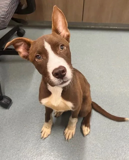A baby small-sized male Husky dog named Boris for adoption in Baytown, TX