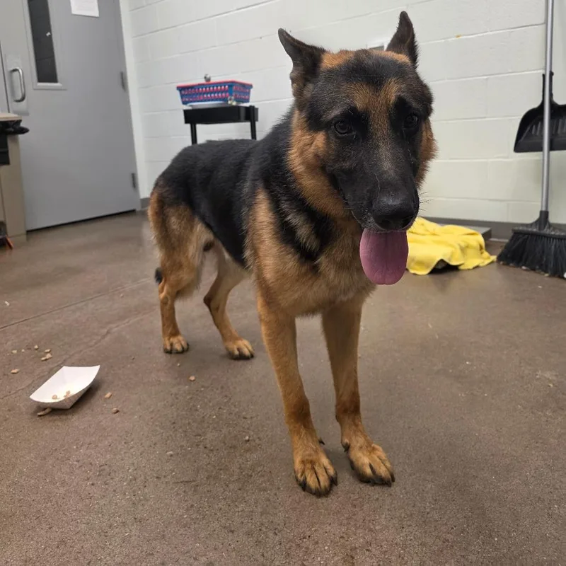 An adult large-sized male Brown / Chocolate German Shepherd Dog dog named Gordon for adoption in Chattanooga, TN