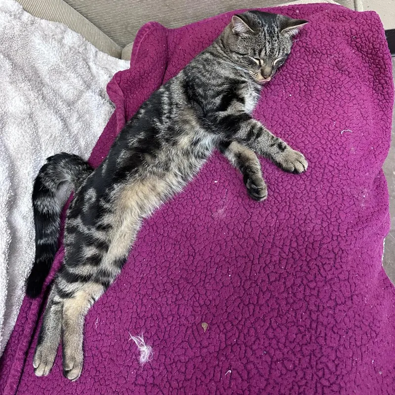 Tobias W Manfred thumbnail 3