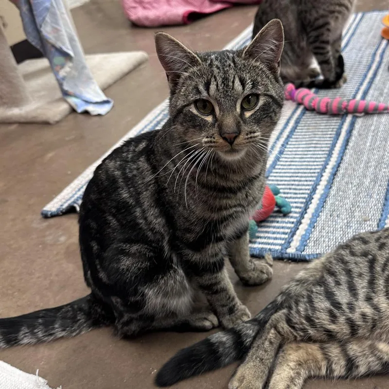 Tobias W Manfred thumbnail 4