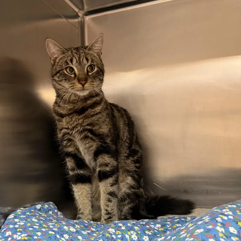 Tobias W Manfred thumbnail 5