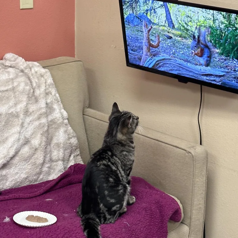 Tobias W Manfred thumbnail 6