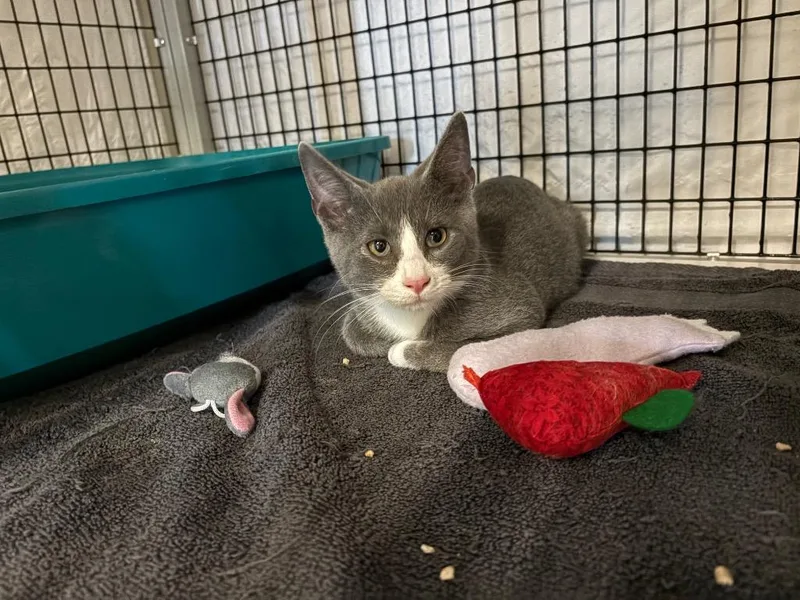 A baby medium-sized male Domestic Short Hair cat named Sichuan for adoption in Raleigh, NC