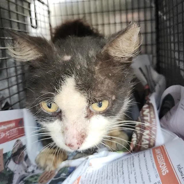 An adult small-sized male Domestic Short Hair cat named King Arthur for adoption in San Antonio, TX