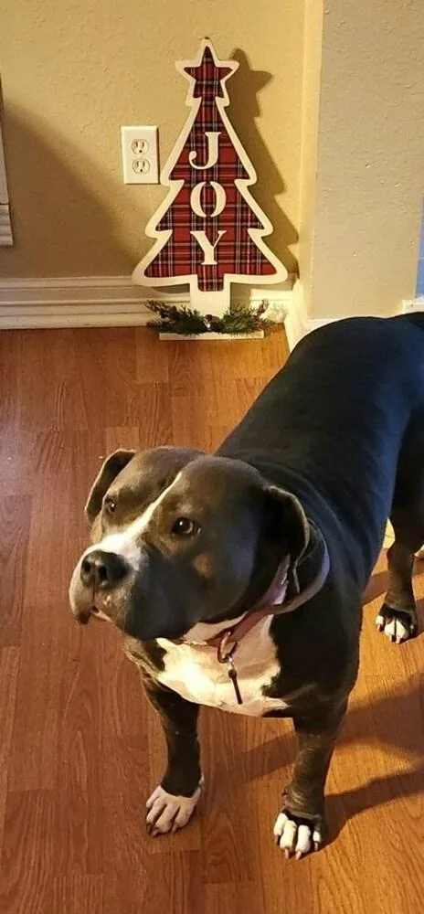 A young large-sized female Tricolor (Brown, Black, & White) Pit Bull Terrier dog named Remi for adoption in Richmond, TX