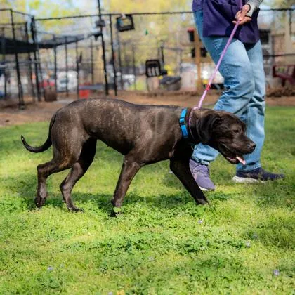 A young large-sized female Mixed Breed dog named Azucar for adoption in Chamblee, GA