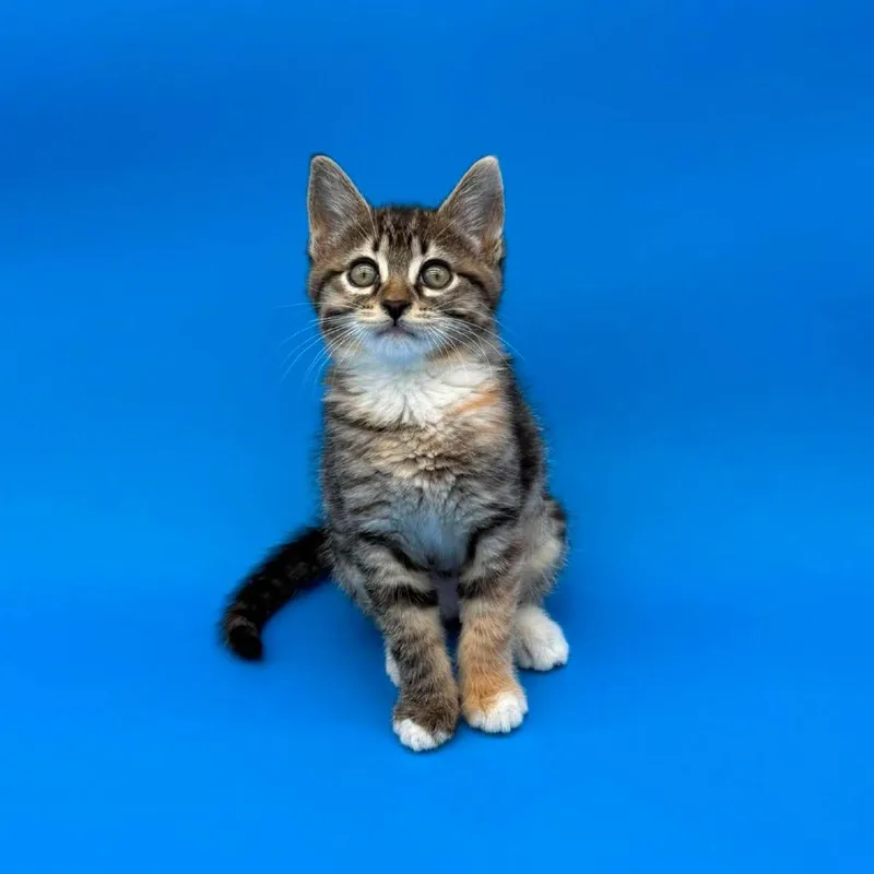 A baby small-sized female Brown / Chocolate Domestic Short Hair cat named Maleen for adoption in Plainfield, IL