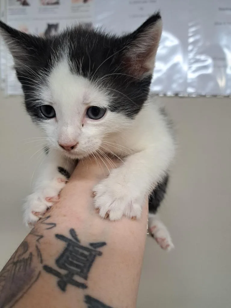 A baby medium-sized male Domestic Short Hair cat named Brad for adoption in Fayetteville, TN