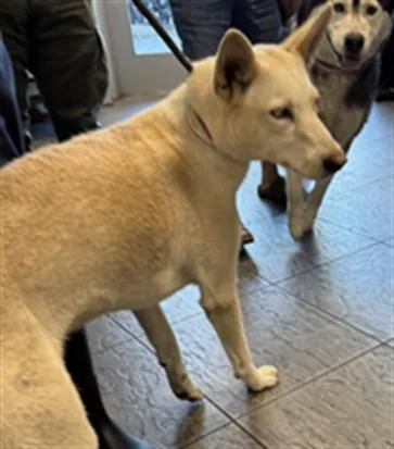 A young medium-sized female Siberian Husky dog named Aurora for adoption in Los Angeles, CA