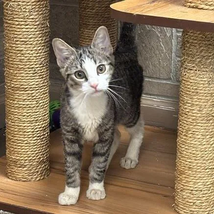 A young small-sized male Domestic Short Hair cat named It's An Avocado Thanks for adoption in Davenport, IA