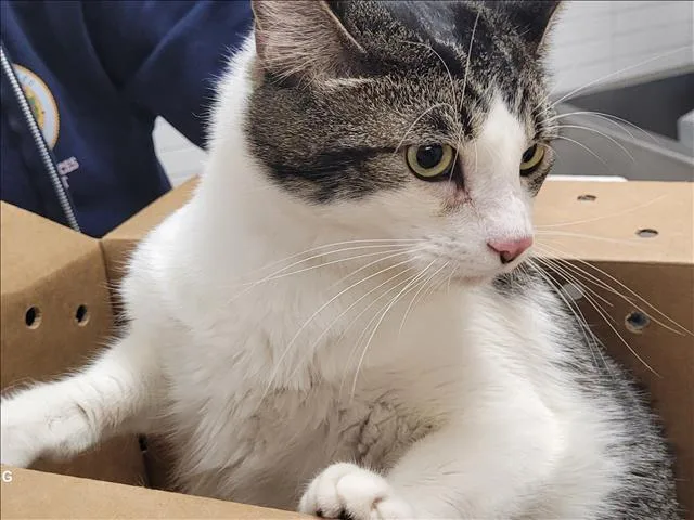 An adult small-sized female Domestic Short Hair cat named Marge for adoption in Los Angeles, CA