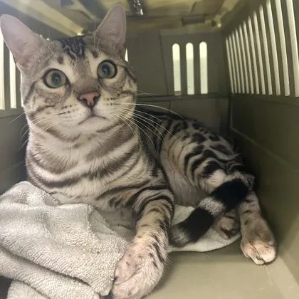 Bengal