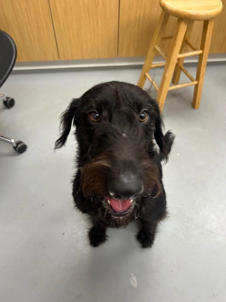 A young medium-sized male Schnauzer dog named Hank for adoption in Hartsville, SC