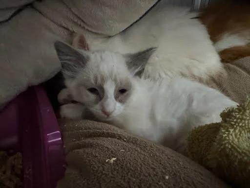 A baby small-sized male Snowshoe cat named Cosimo for adoption in Oakland, CA