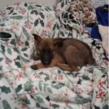 A baby small-sized male Brown / Chocolate Belgian Shepherd / Malinois dog named Shiraz for adoption in Austin, TX