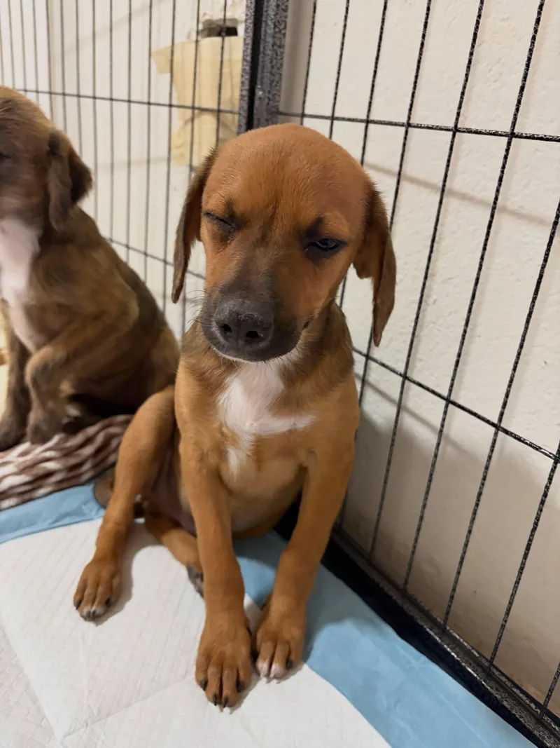A baby small-sized male Golden Terrier dog named Sparky for adoption in Poway, CA