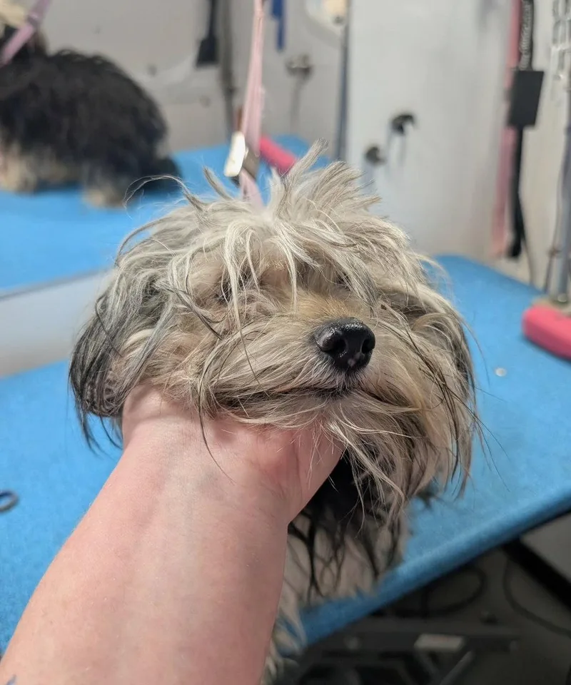 Sponsor Me  Ruby thumbnail 2