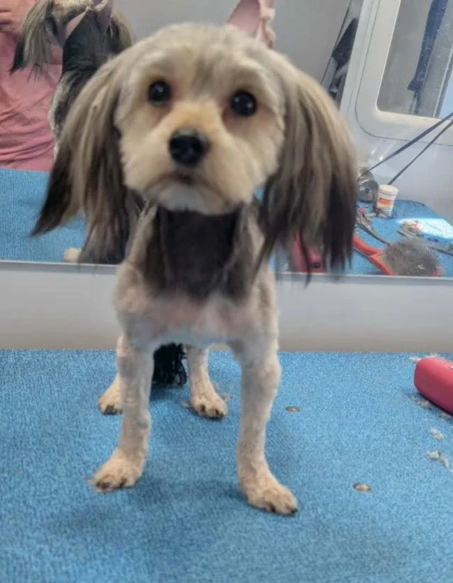 Sponsor Me  Ruby thumbnail 3